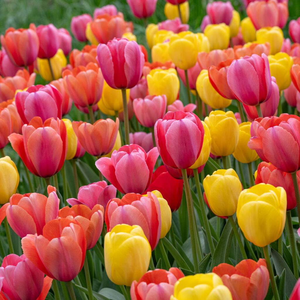 Sorbetto Tulip Blend from Colorblends