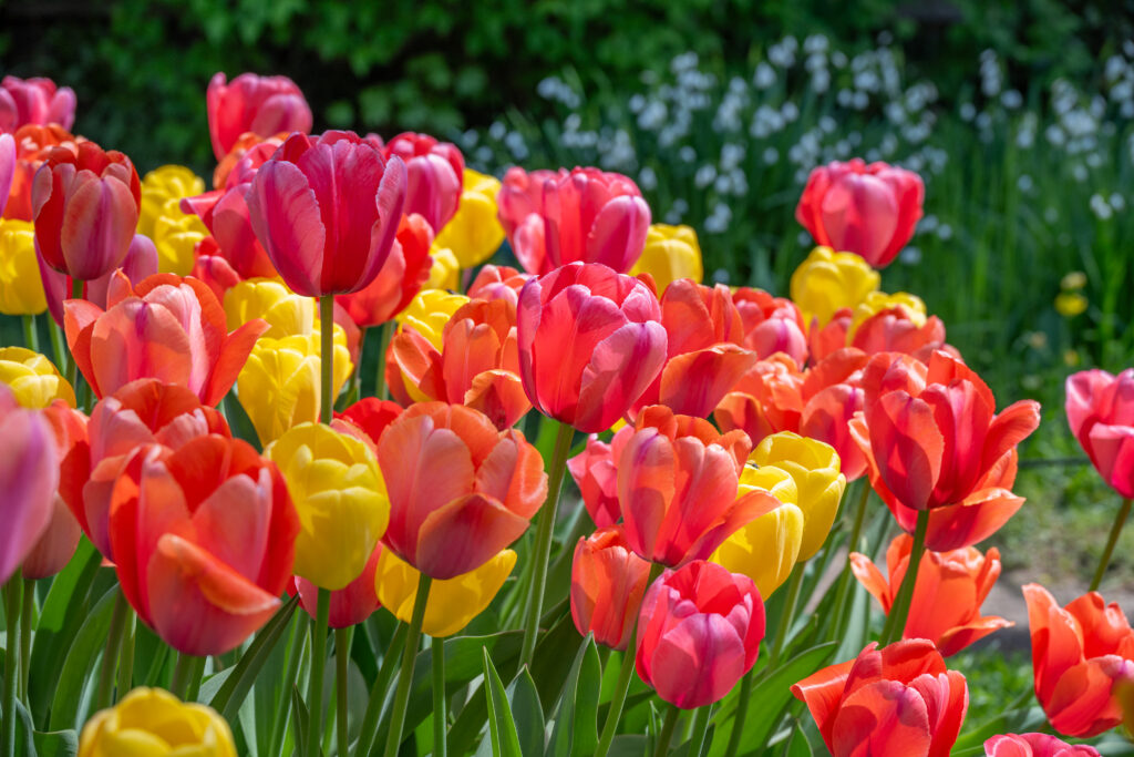 Sorbetto Tulip Blend close up