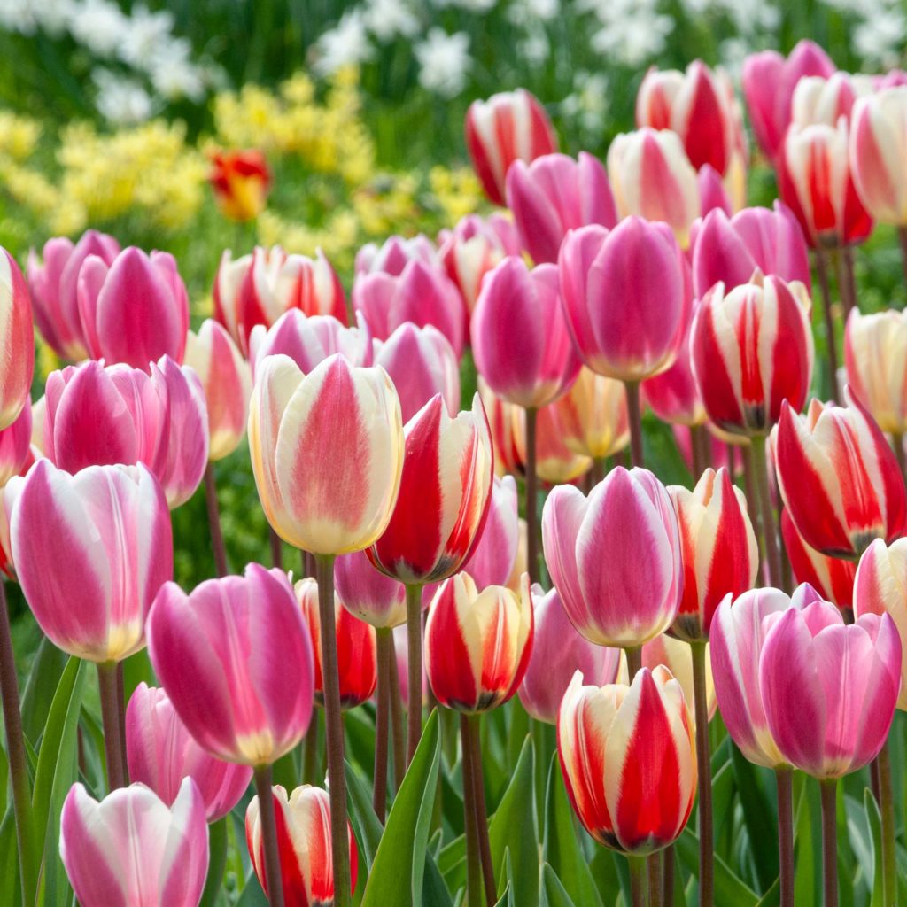 Skyliners™ Tulip Blend | Always Wholesale Pricing | Colorblends®