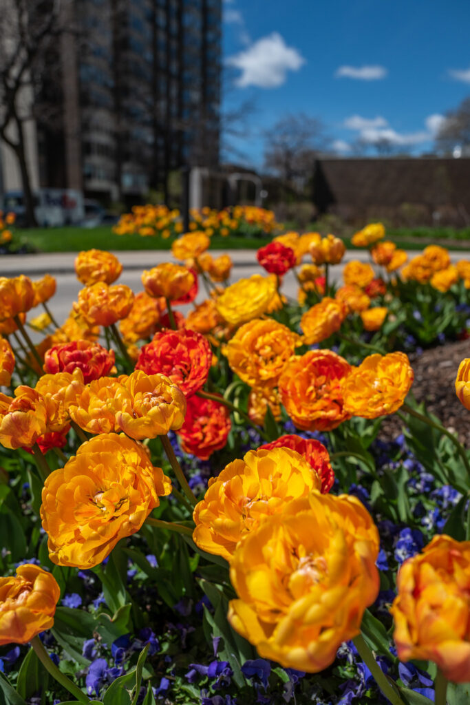 Planting of Sun Lover tulips with pansies below.