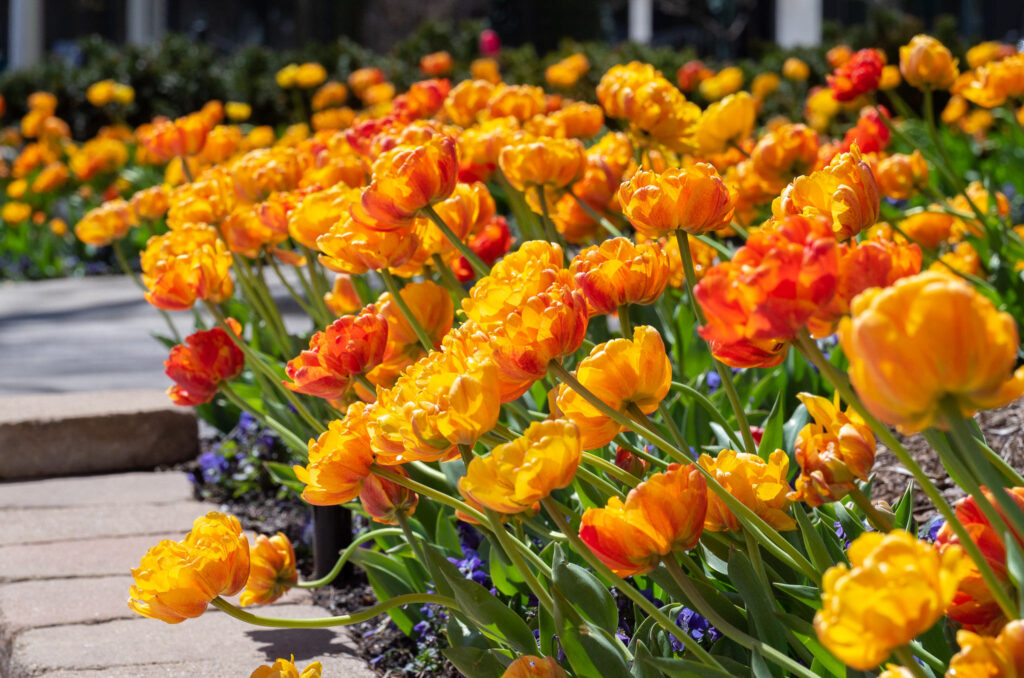 Large planting of Sun Lover tulips