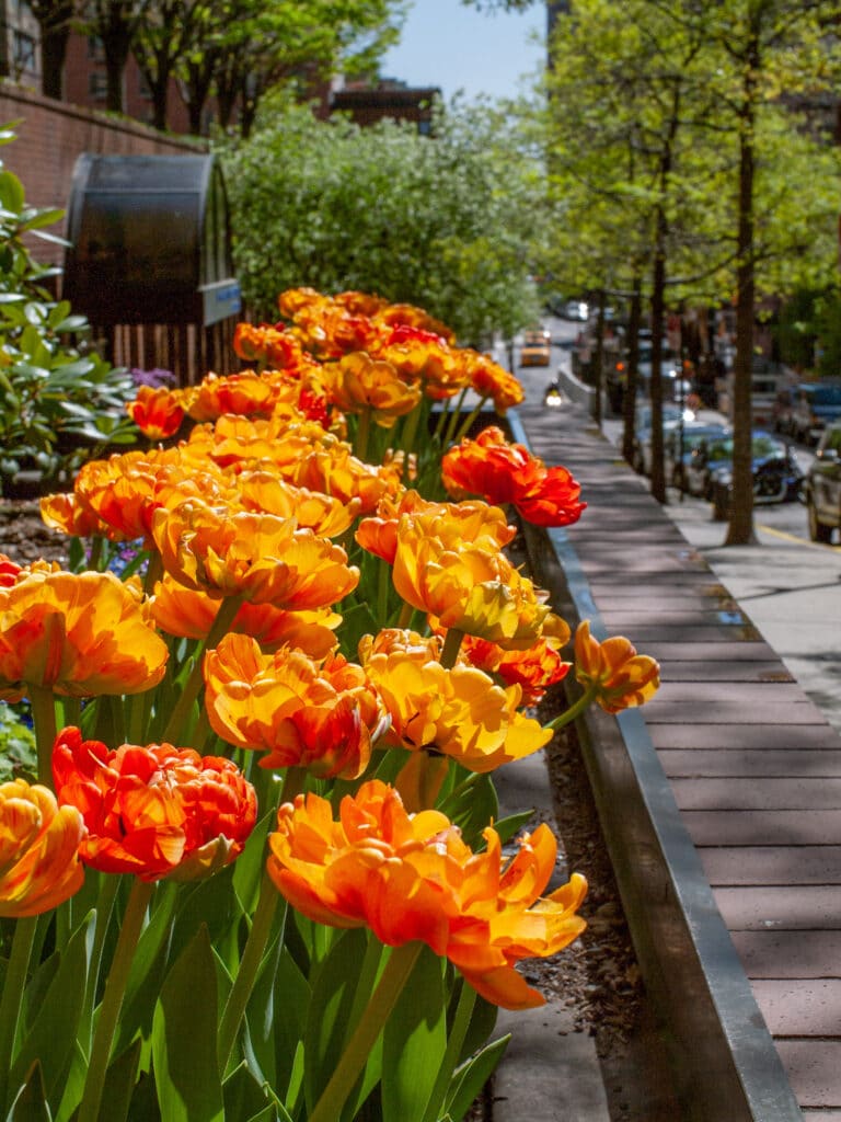 Sun Lover tulips planted in a bed along a street side.