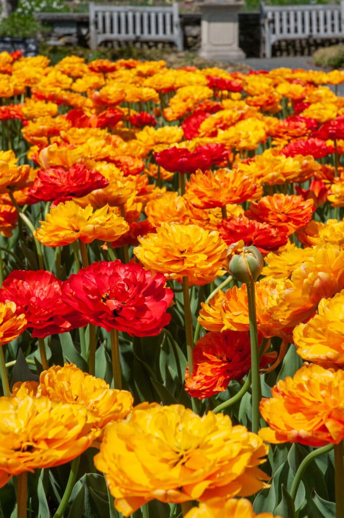 Sun Lover tulips planted in a large bed. Benches are visible in the distance.