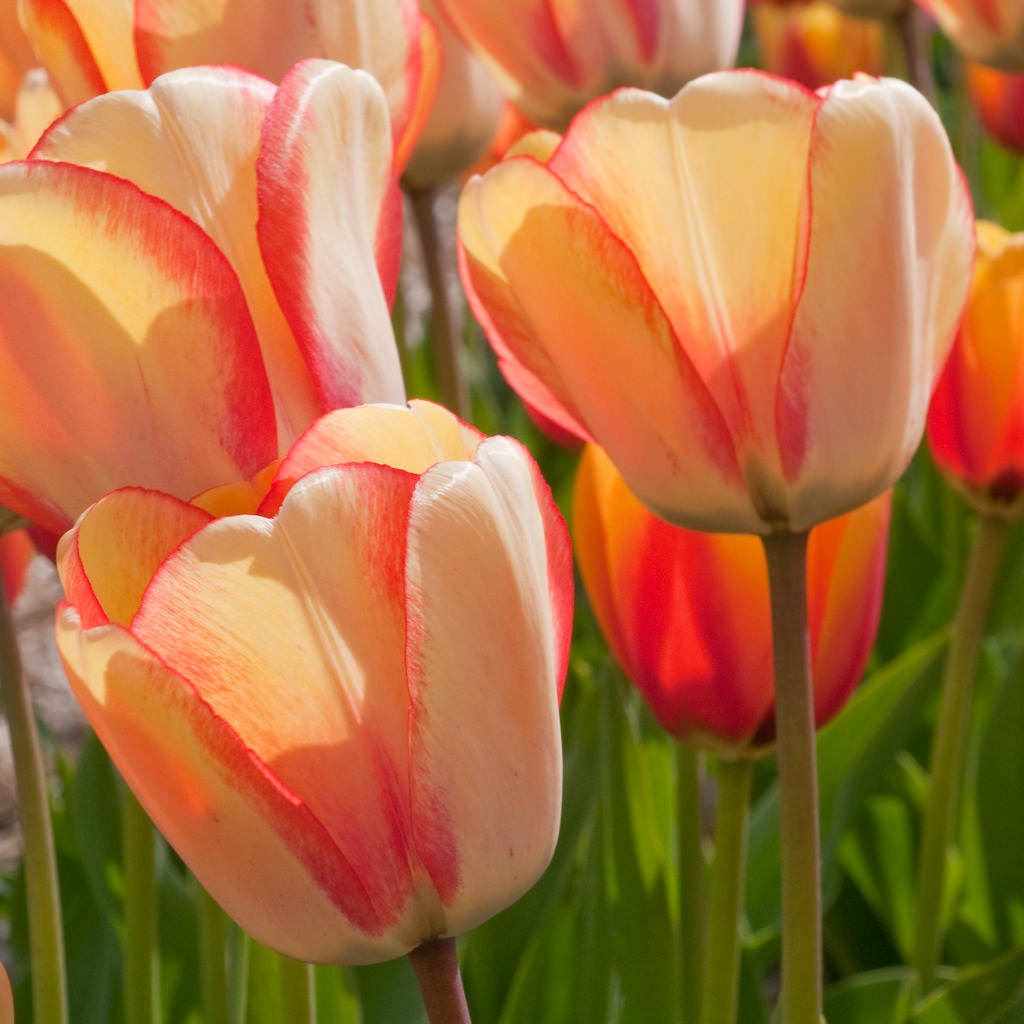 Darwin Hybrid Tulips Dutch Flower Bulbs At Wholesale Prices Colorblends