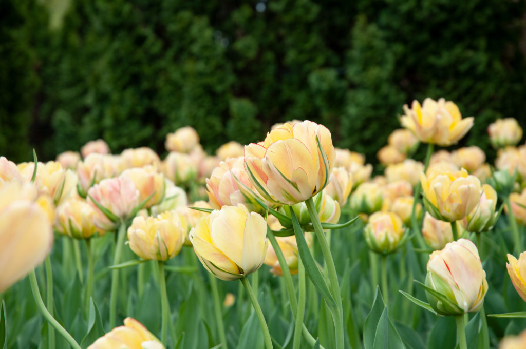 A field of pale yellow double tulips with red edging and blush, Akebono Tulips from Colorblends.