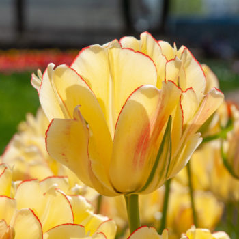 Pale yellow double tulips with red edging and blush, Akebono Tulips from Colorblends.
