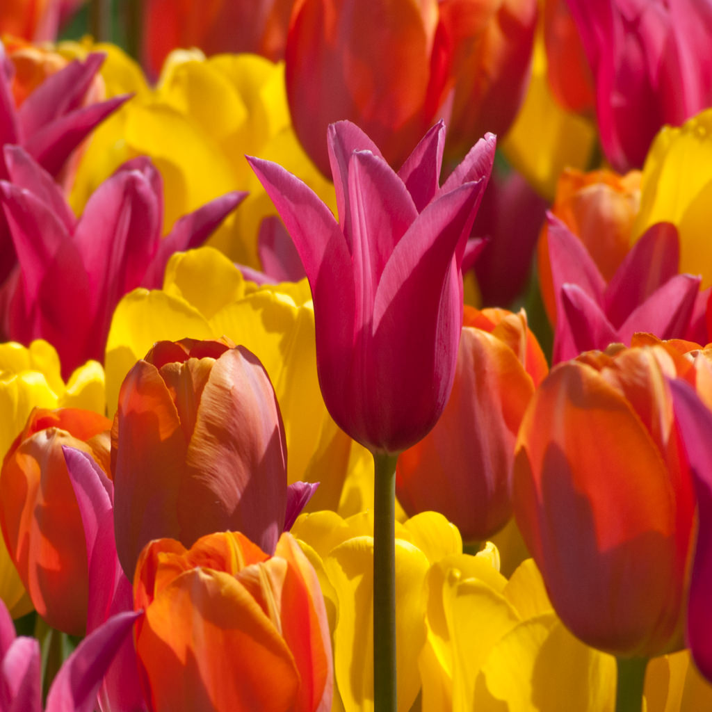 COLORBLENDS  Perennial Tulips