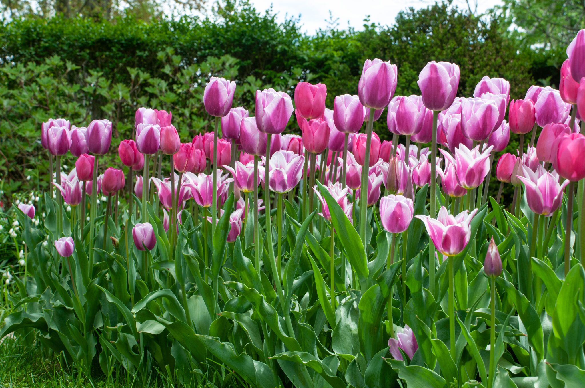 See View Plait Tulip Blend | Always Wholesale Pricing | Colorblends®