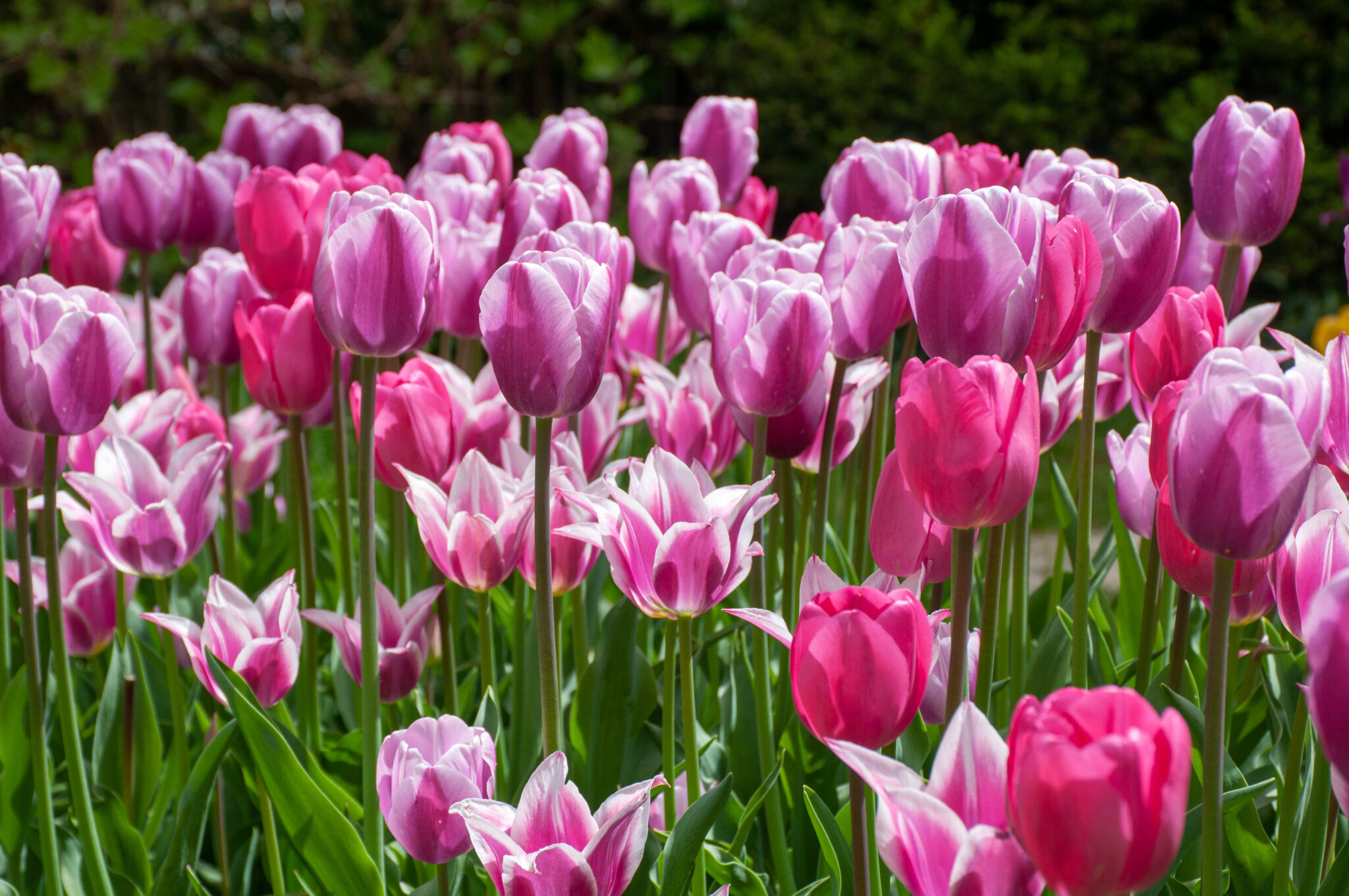 TULIPページ See View Plait Tulip Blend | Always Wholesale Pricing