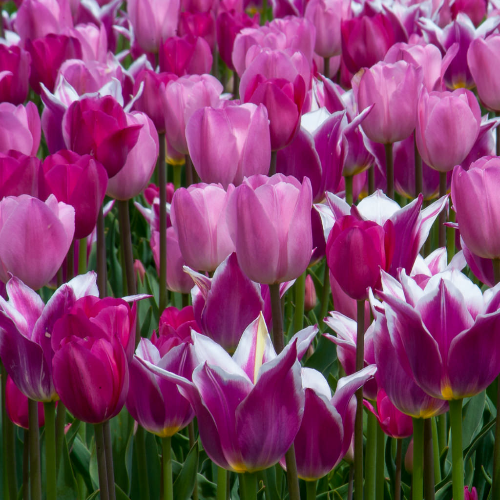 mid late | dutch flower bulbs at wholesale price - colorblends