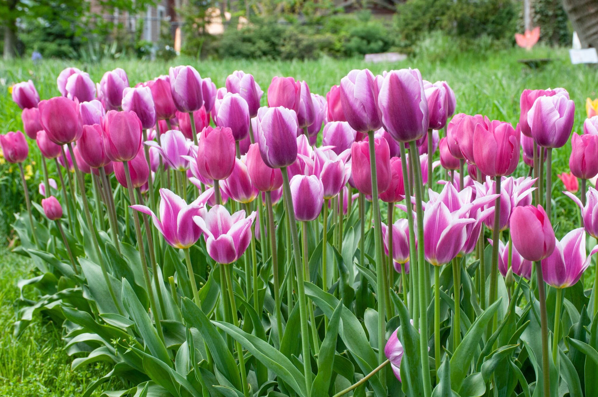 See View Plait Tulip Blend | Always Wholesale Pricing | Colorblends®