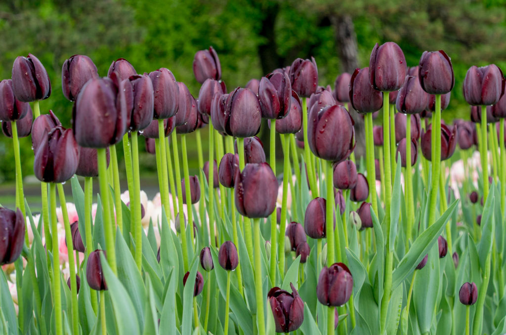Dark maroon late tulips Queen of Night from Colorblends.