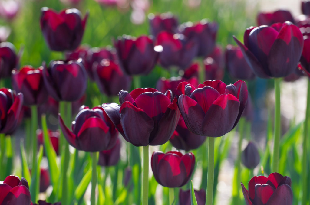 Dark maroon late tulips Queen of Night from Colorblends.