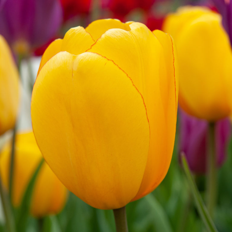 Single Tulip Bulbs Colorblends® Flower Bulbs Wholesale Pricing