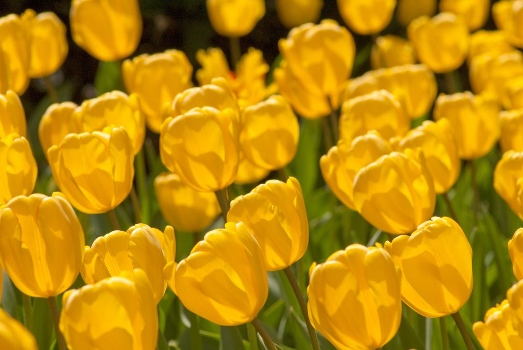 Tulip Bulbs | Item # 1502 Best Yellow | For Sale - Colorblends®