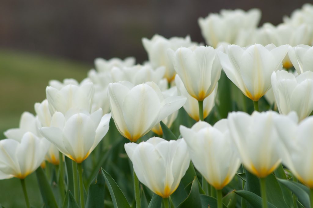 white tulips planted close together