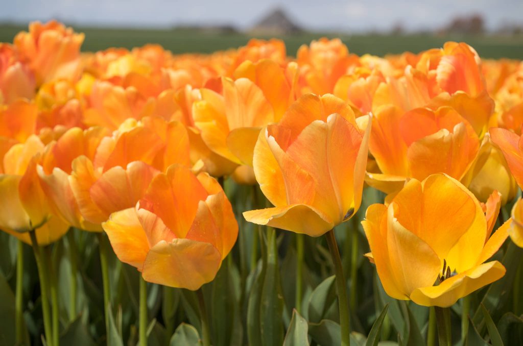 Tulip Bulbs Item 1508 Daydream For Sale Colorblends®