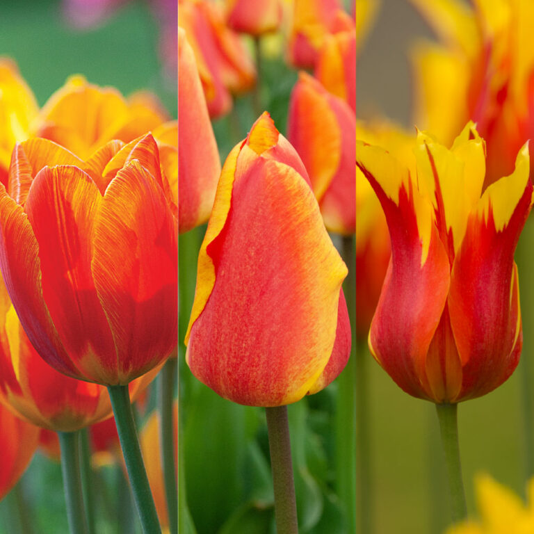 Tulip Blends | Colorblends® Flower Bulbs at Wholesale Prices