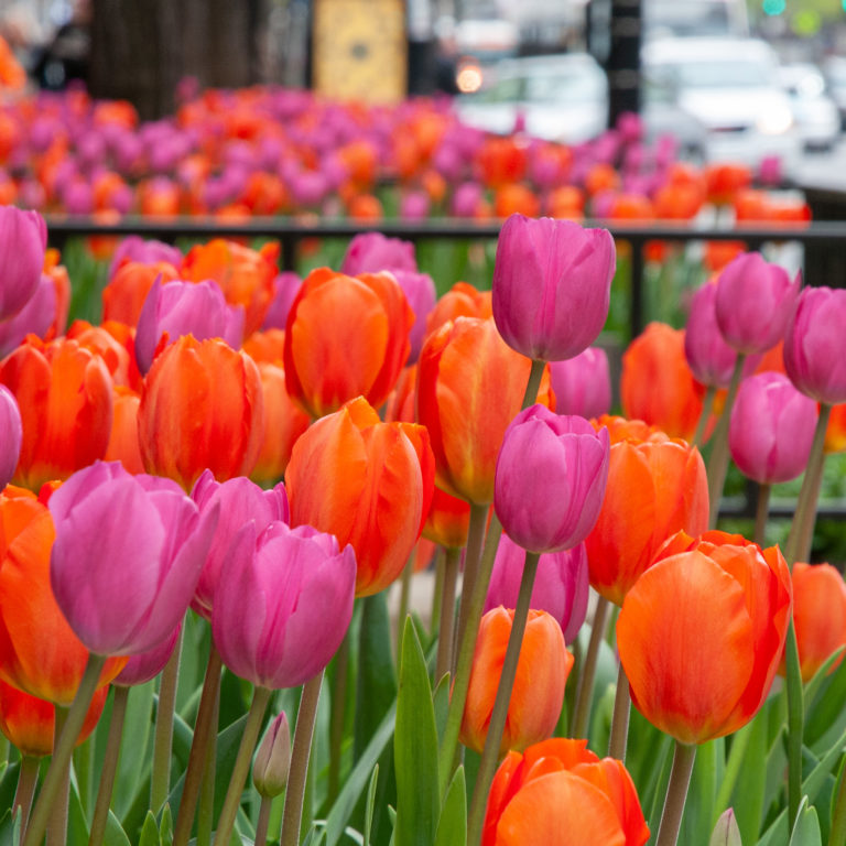 Tulip Blends | Colorblends® Flower Bulbs at Wholesale Prices