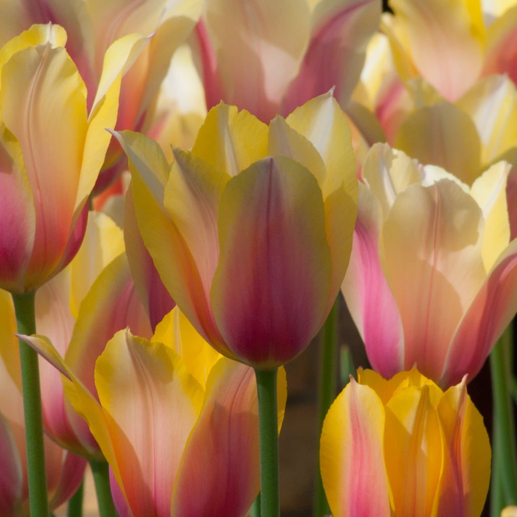 Tulip Bulbs Item 1556 Blushing Lady For Sale Colorblends