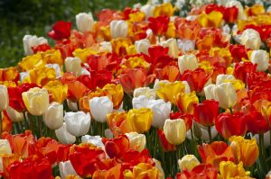 white, yellow, red, and orange tulips