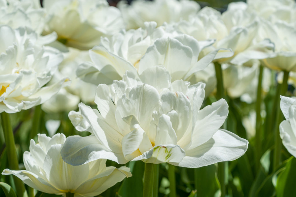 A closeup view of white double tulips in the bright sun, Mount Tacoma tulip bulbs from Colorblends.