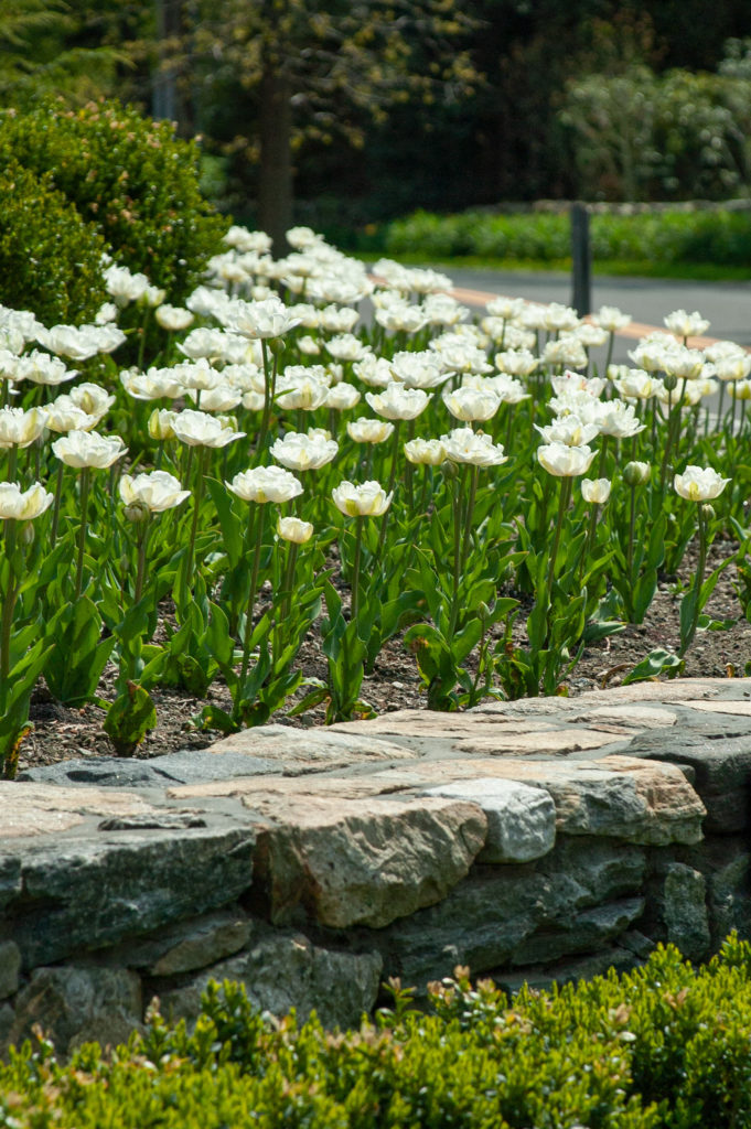 A bed of white double tulips in front of a stone wall, Mount Tacoma tulips from Colorblends.