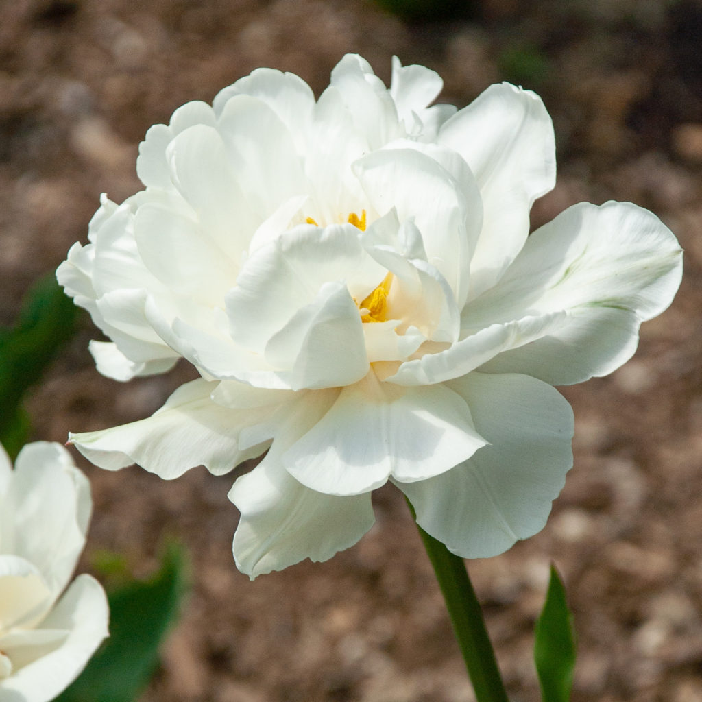 A white double tulip, Mount Tacoma from Colorblends.