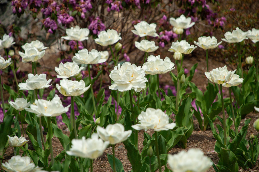 A group of white double tulips, Mount Tacoma from Colorblends.