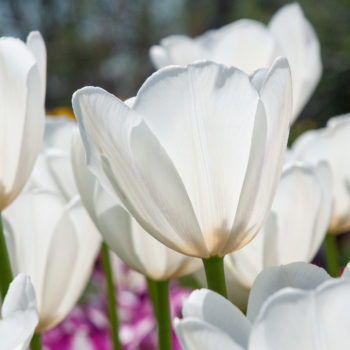 Best Purple Tulip Bulbs, Always Wholesale Pricing