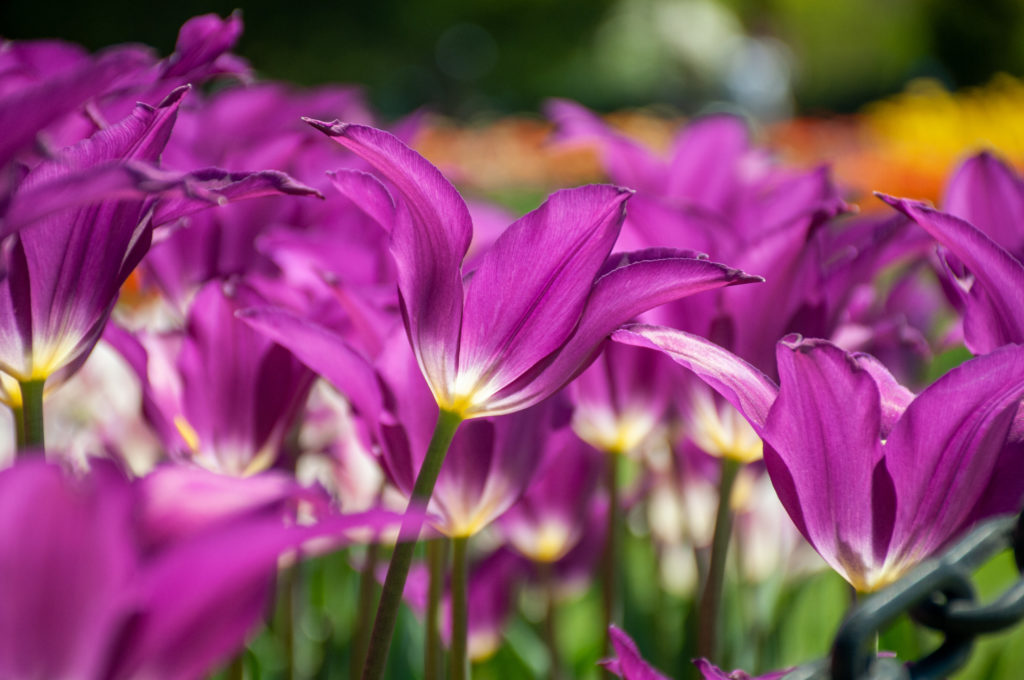 Purple lily-flowered tulips Yume no Murasaki from Colorblends.