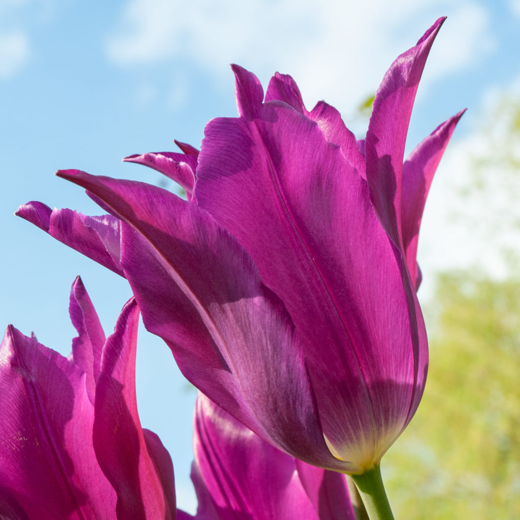 Purple lily-flowered tulips Yume no Murasaki from Colorblends.