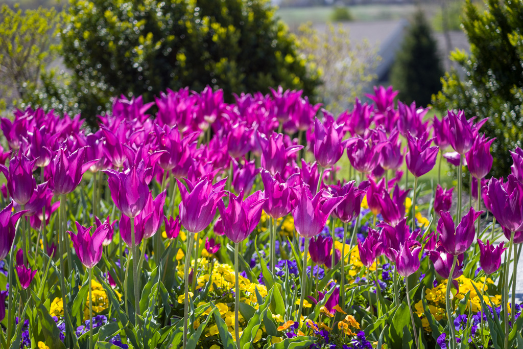 Purple lily-flowered tulips Yume no Murasaki from Colorblends.