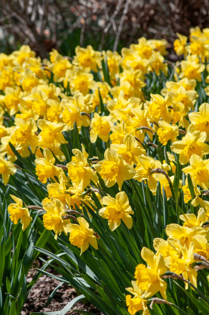 Two-tone yellow large cup Carlton daffodils from Colorblends.