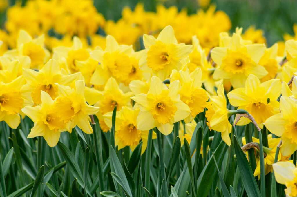 Two-tone yellow large cup Carlton daffodils from Colorblends.