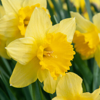 Two-tone yellow large cup Carlton daffodils from Colorblends.