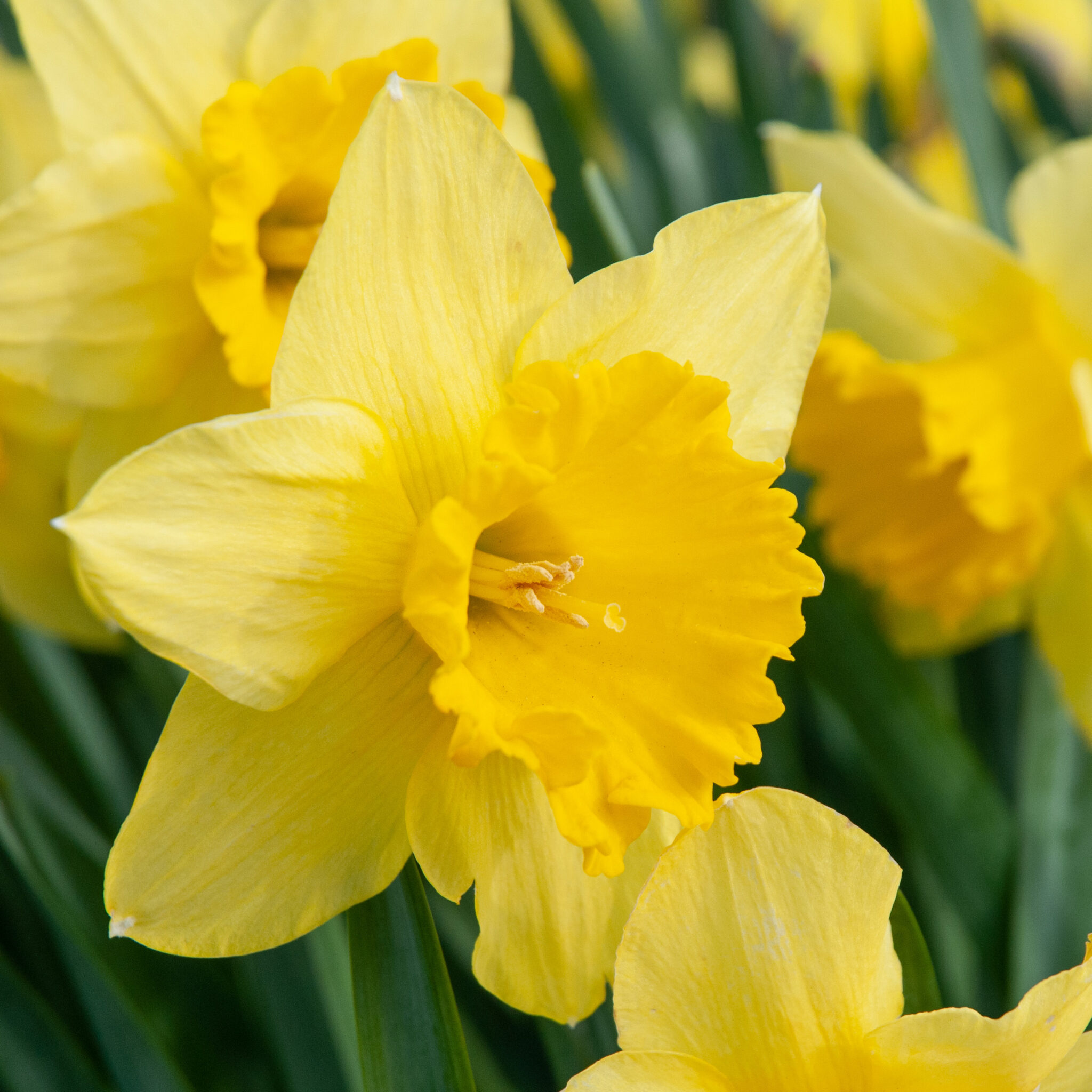 Daffodil