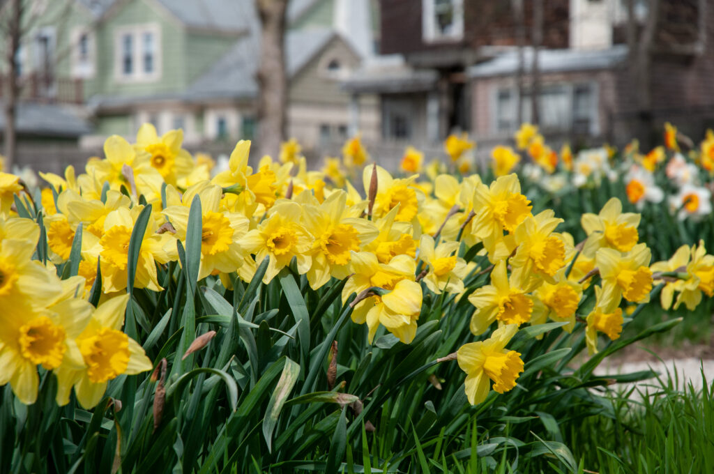 Two-tone yellow large cup Carlton daffodils from Colorblends.