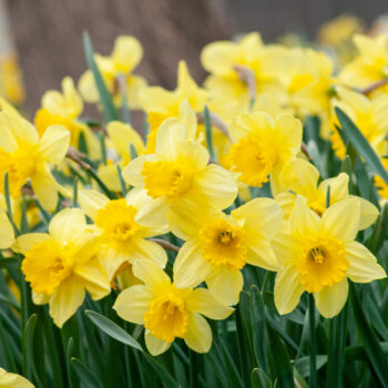 Two-tone yellow large cup Carlton daffodils from Colorblends.