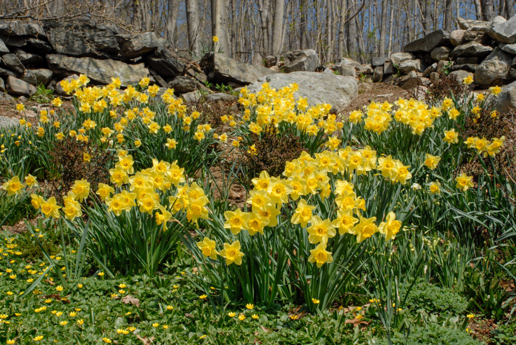 Two-tone yellow large cup Carlton daffodils in front of a stone wall, Daffodil Carlton from Colorblends.