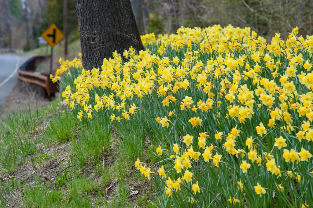 A roadside planting of two-tone yellow large cup Carlton daffodils from Colorblends.