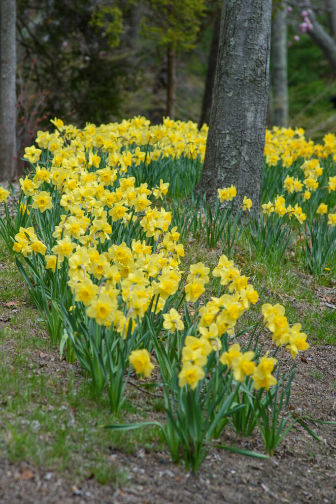 Two-tone yellow large cup Carlton daffodils naturalized around a tree, Daffodil Carlton from Colorblends.