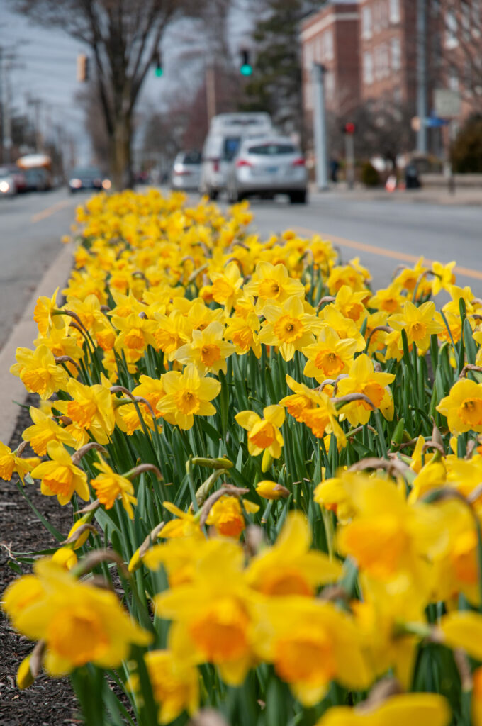 A bed of yellow daffodils with soft orange cups, Daffodil Fortune, planted in a traffic median, from Colorblends.