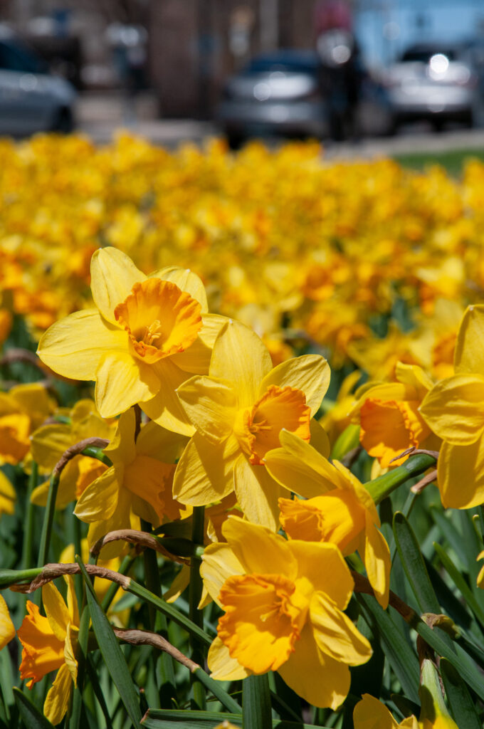 Yellow daffodils with a soft orange cup, Daffodil Fortune from Colorblends.