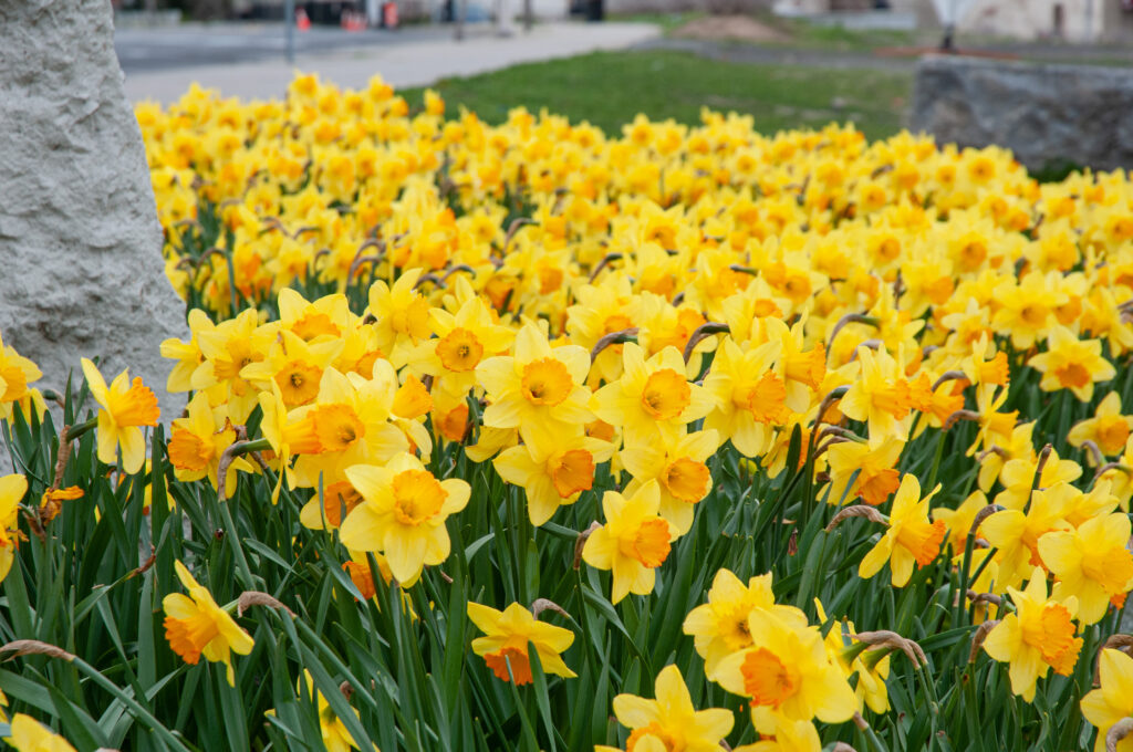 A bed of yellow daffodils with soft orange cups, Daffodil Fortune from Colorblends.