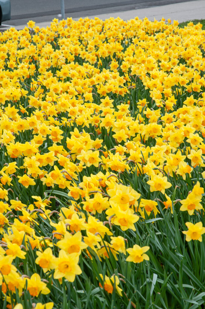 A bed of yellow daffodils with soft orange cups, Daffodil Fortune from Colorblends.