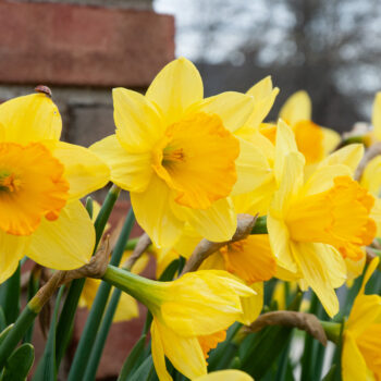 Yellow daffodils with a soft orange cup, Daffodil Fortune from Colorblends.