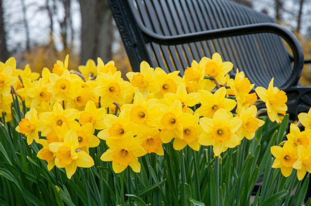 A bed of yellow daffodils with a soft orange cup, Daffodil Fortune from Colorblends, next to a park bench.