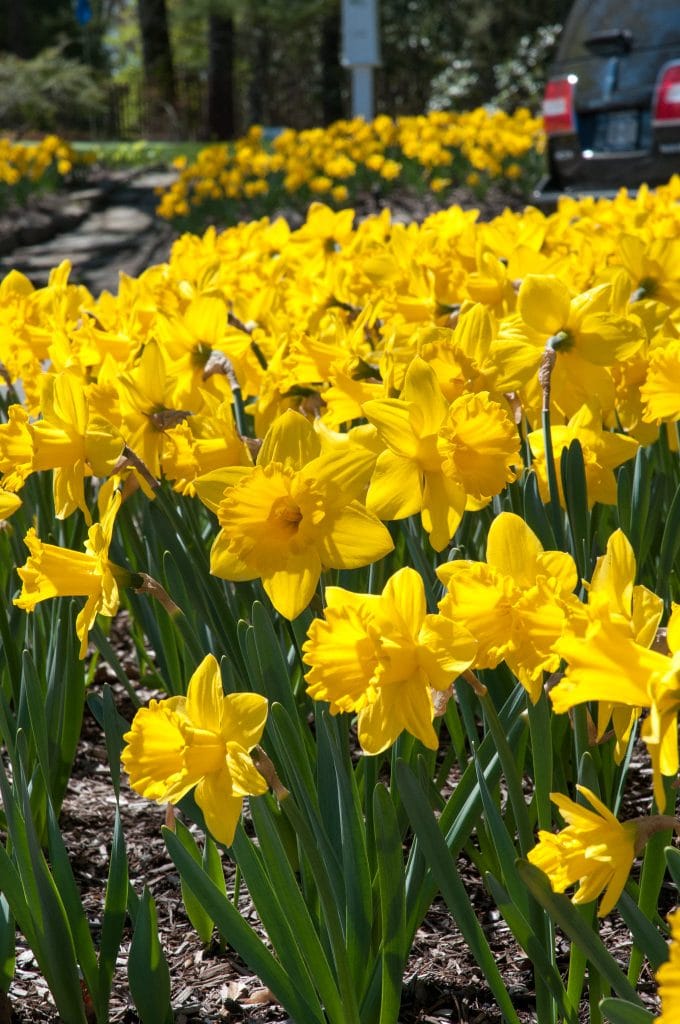 Large yellow trumpet daffodils, Marieke from Colorblends.