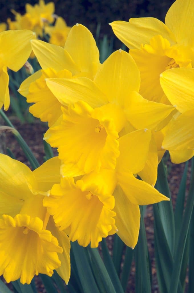 Large yellow trumpet daffodils, Marieke from Colorblends.